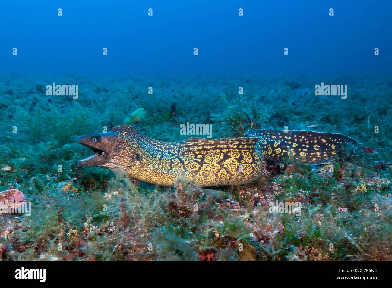 Mittelmeer Moray, Muraena helena, Insel Vis, Mittelmeer, Kroatien Stockfoto