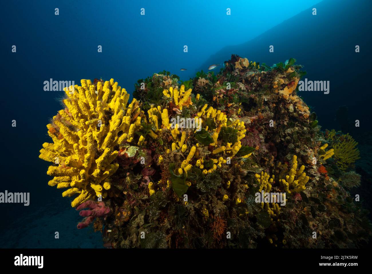 Goldener Sponge bei Wreck Vassilios T, Verongia aerophoba, Insel Vis, Mittelmeer, Kroatien Stockfoto