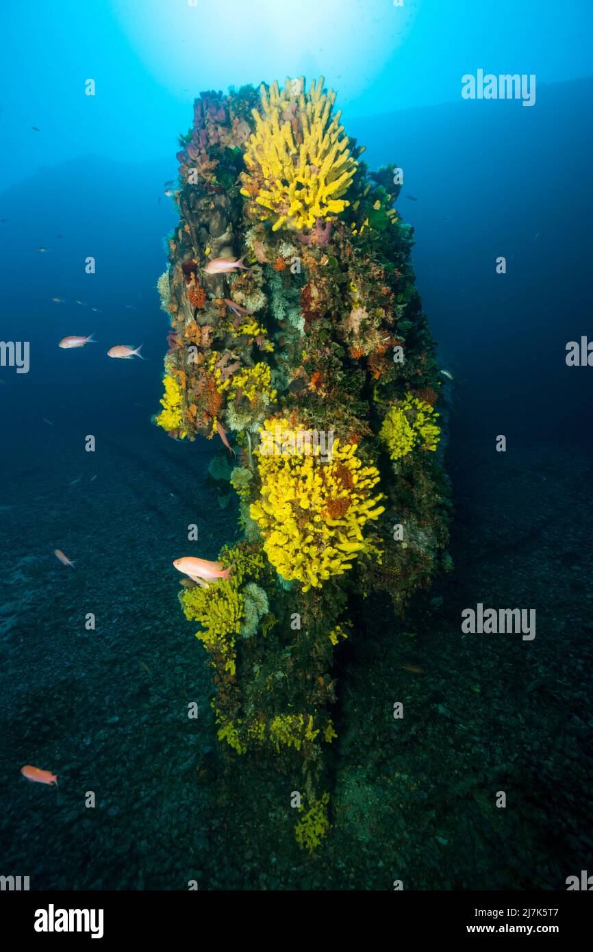 Goldener Sponge bei Wreck Vassilios T, Verongia aerophoba, Insel Vis, Mittelmeer, Kroatien Stockfoto