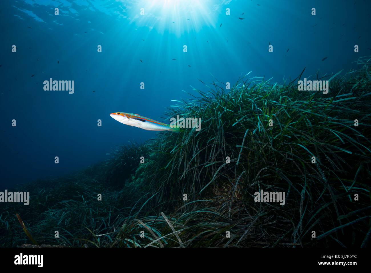 Ökosystem Seegraswiesen, Insel Vis, Mittelmeer, Kroatien Stockfoto