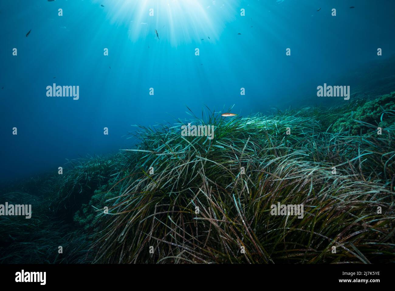 Ökosystem Seegraswiesen, Insel Vis, Mittelmeer, Kroatien Stockfoto