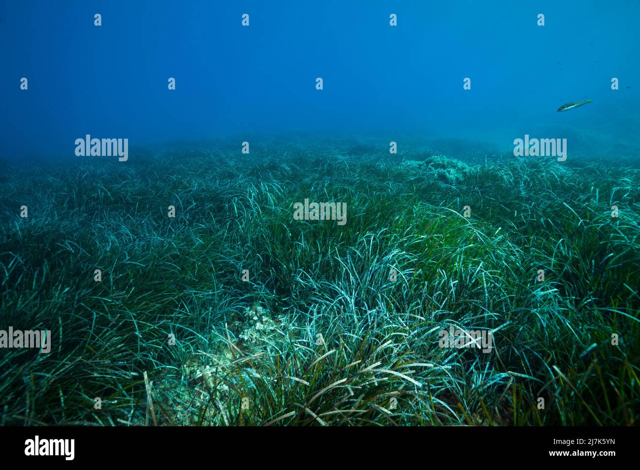 Ökosystem Seegraswiesen, Insel Vis, Mittelmeer, Kroatien Stockfoto