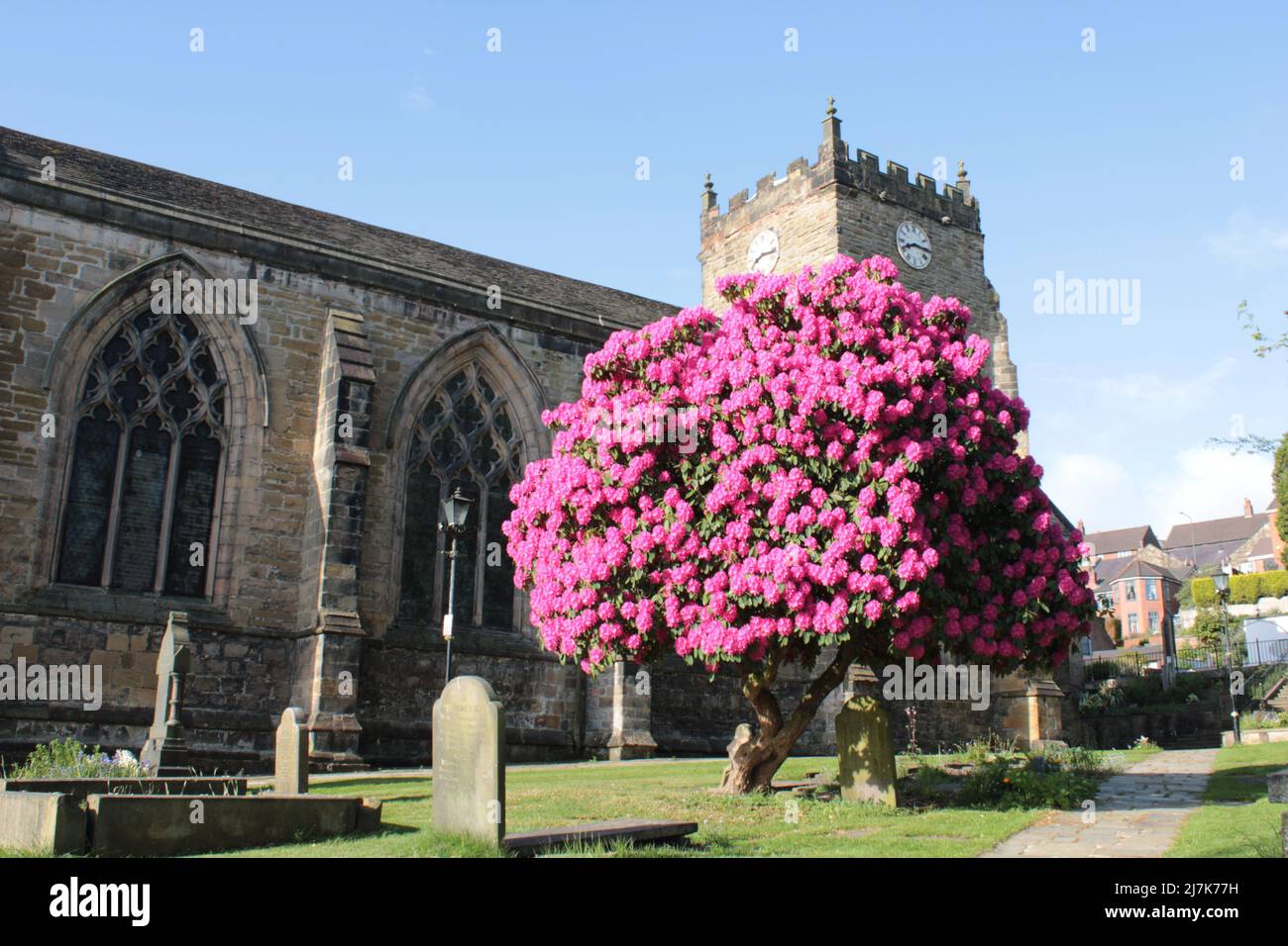 Szenische Ansicht eines großen rosa Rhododendrons in einem Kirchenhof in England Stockfoto