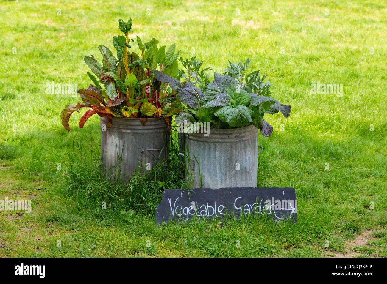 Gemüsegarten-Schild, Blechdosen voller Gemüse, großbritannien Stockfoto