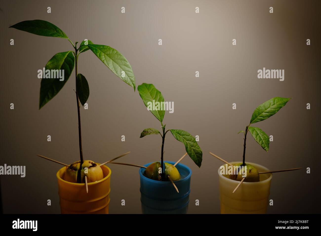 Avocado Bäume Heim Pflanzen in Töpfen Stockfoto