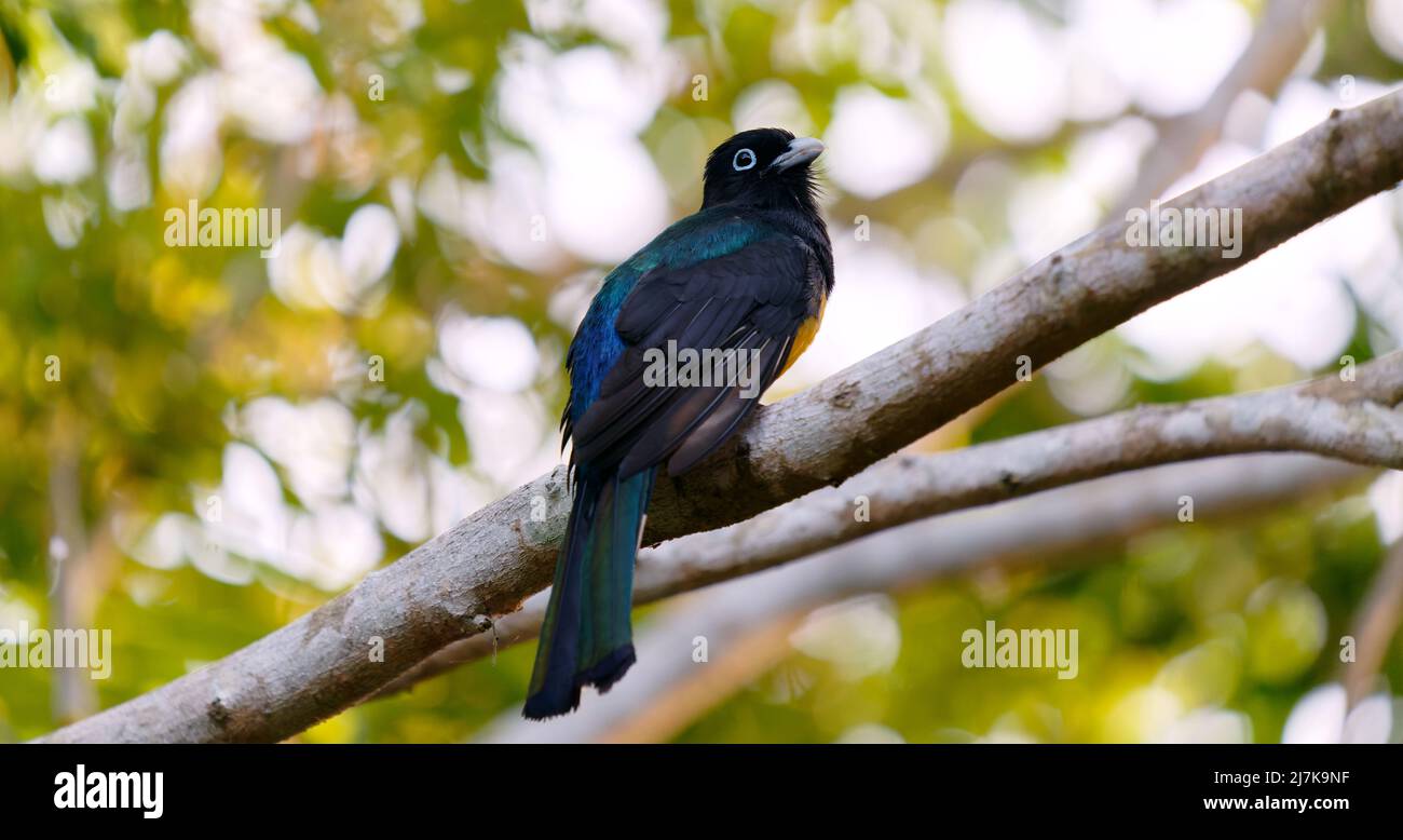 Nahaufnahme eines Vogels am Baum Stockfoto