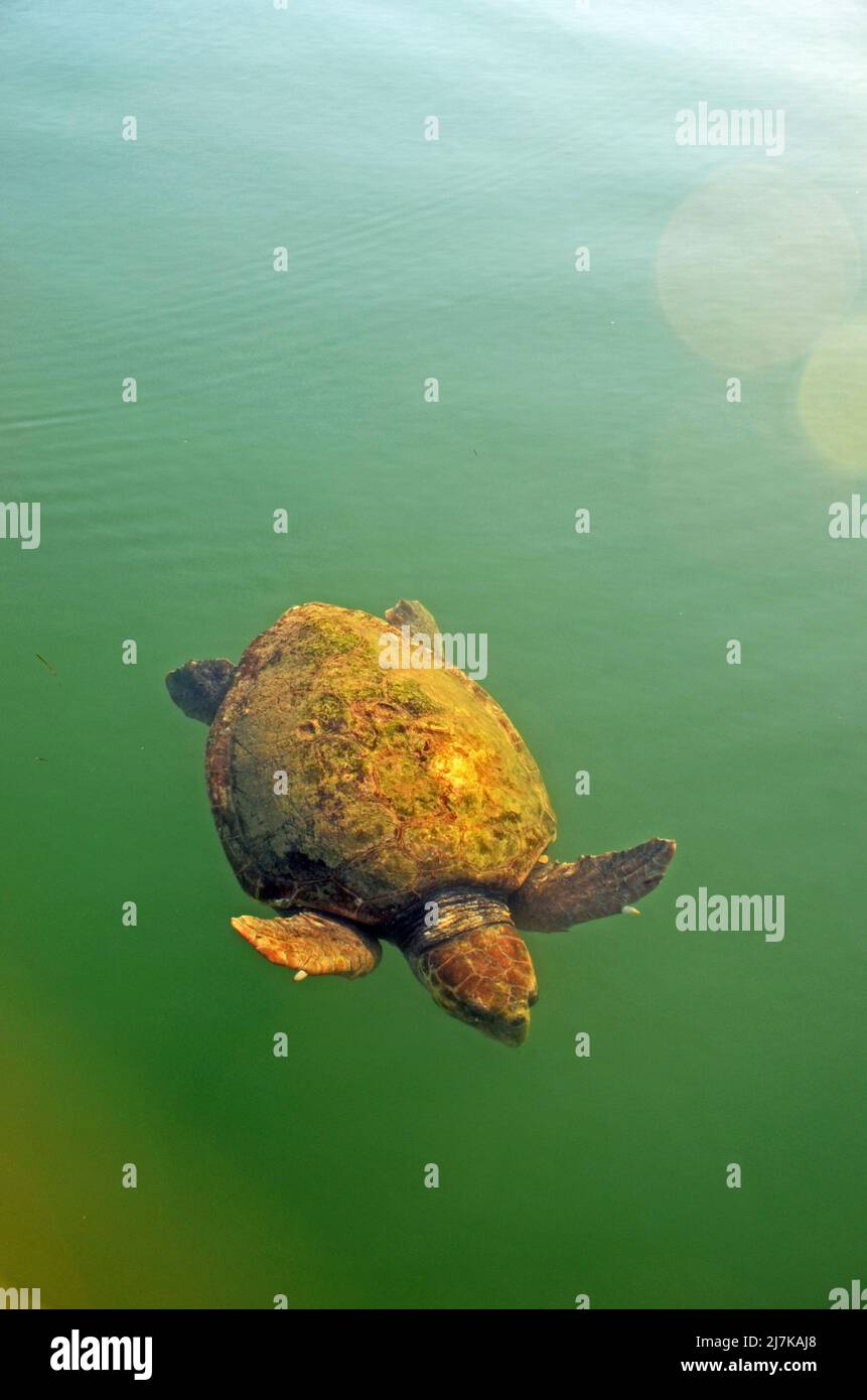 Eine Karettschildkröte (Caretta caretta), die in der Nähe der Küste in Argostoli, Kefalonia, Griechenland, schwimmend ist Stockfoto