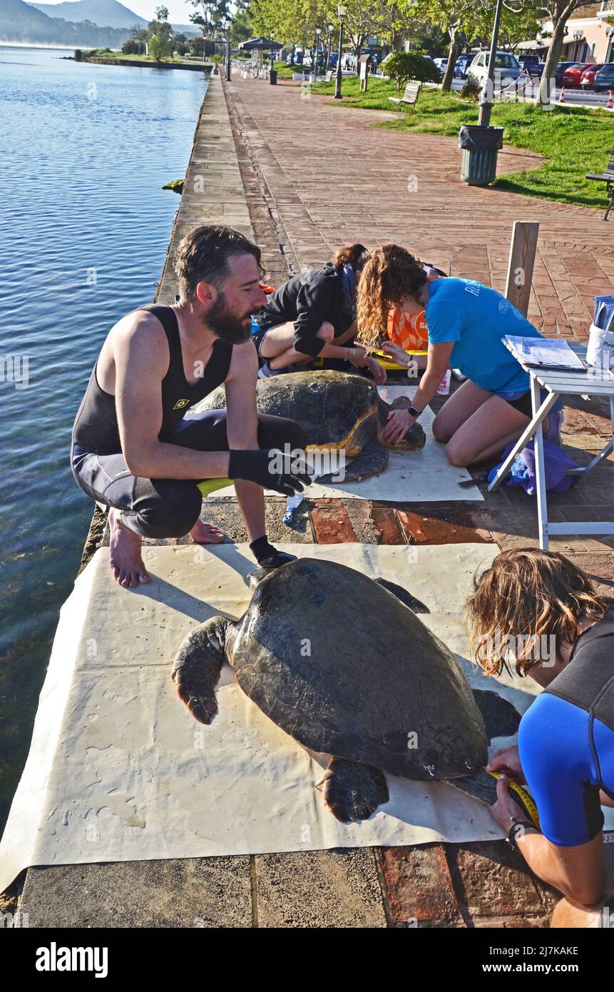 Freiwillige von Wildlife Sense sammeln Daten einer kürzlich erfassten Karettschildkröte (Caretta caretta) in Argostoli, Kefalonia, Griechenland. Stockfoto