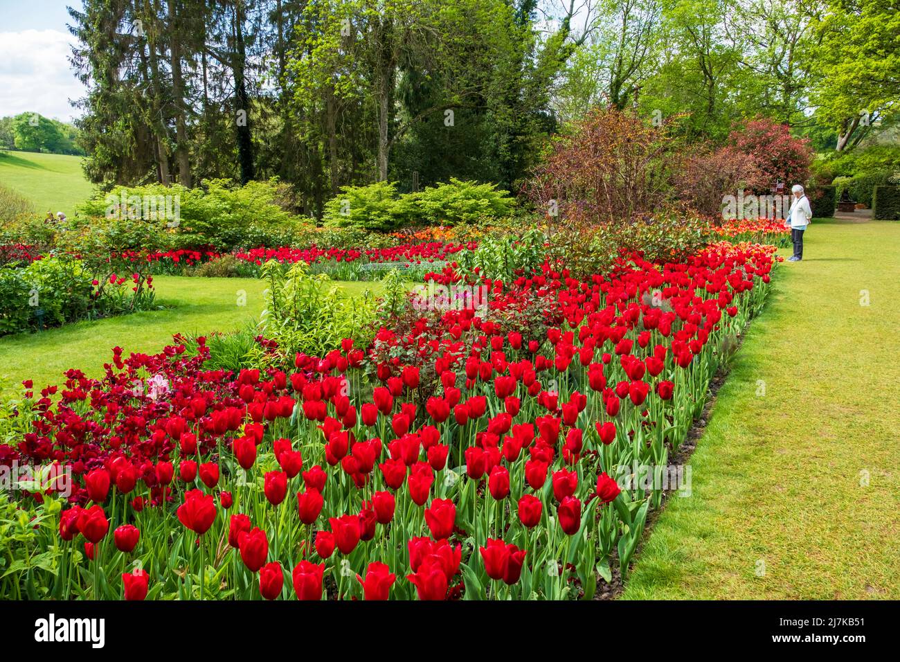 Tulpen im Pashley Manor Gardens, East Sussex, Großbritannien Stockfoto