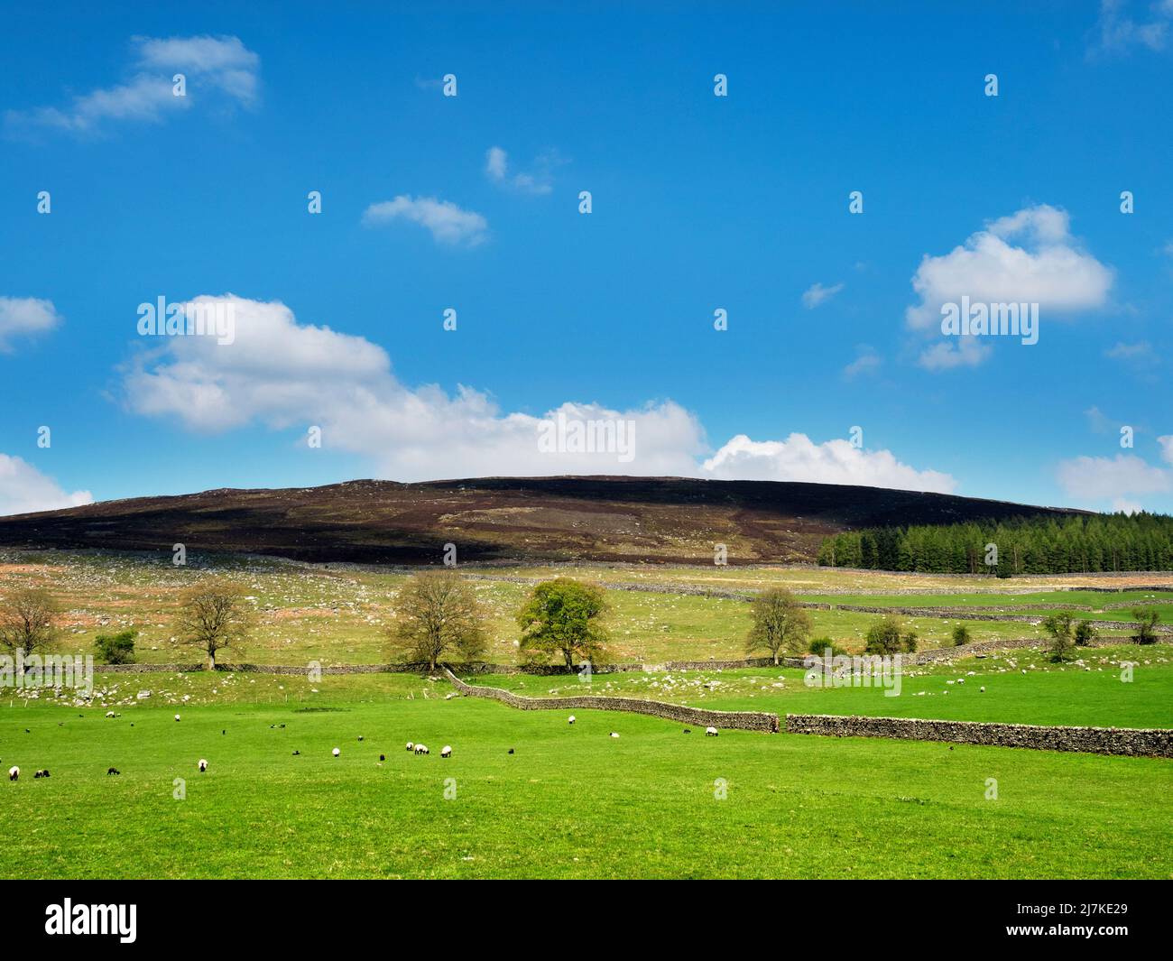 Wolkenschatten passieren den Simons Seat-Hügel vom Pfad am Fluss Wharfe in Bolton Abbey North Yorkshire England aus gesehen Stockfoto