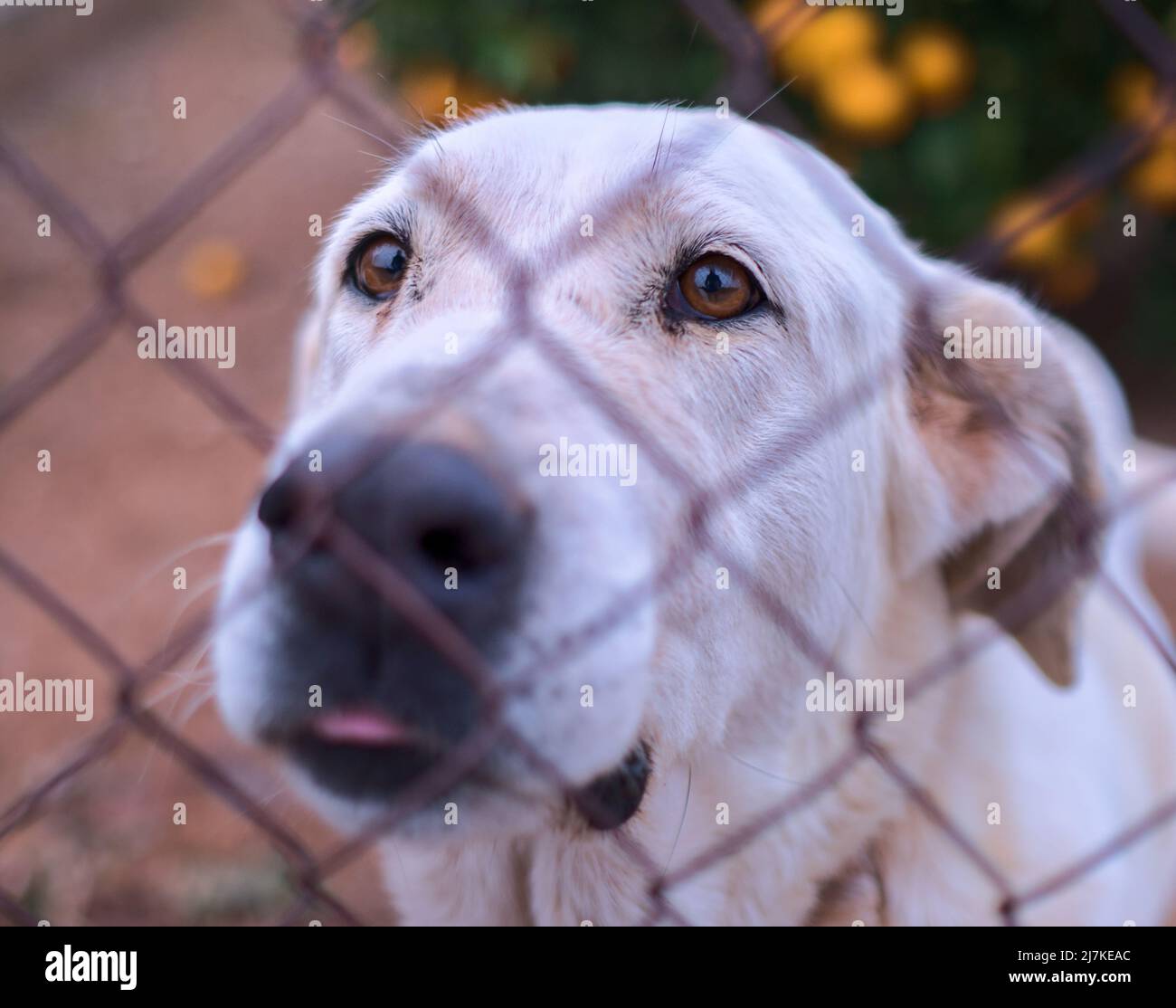 Verlassene niedliche Hund hinter Gittern. Hungriger Hund bittet um Nahrung. Stockfoto