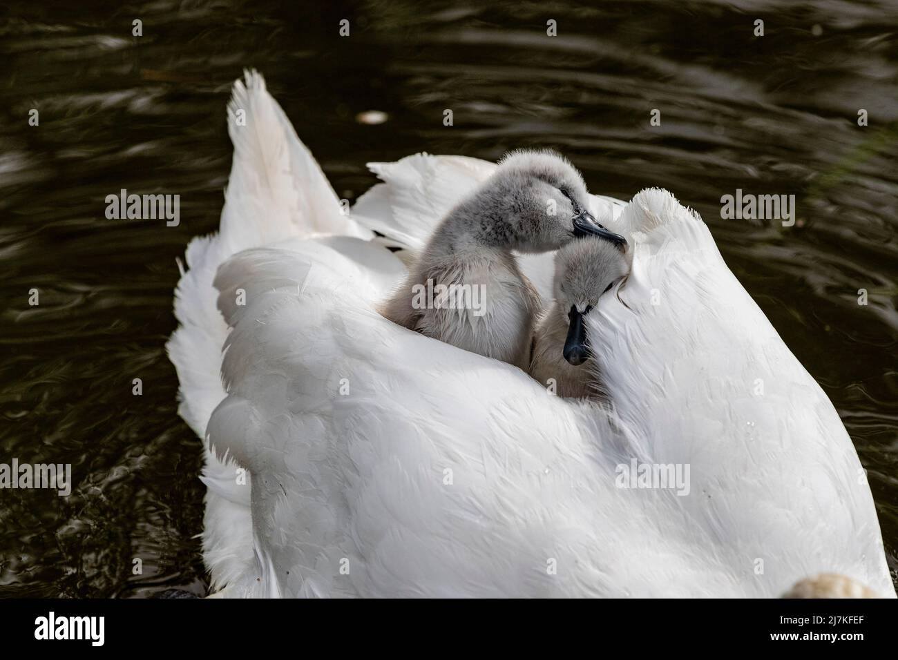 Northampton, Großbritannien. 10. Mai 2022. Stummer Schwan. Cygnus olor (Anatidae) mit einigen der acht, drei Tage alten Cygnets, die auf den Müttern auf dem Abington Park See reiten. Kredit: Keith J Smith./Alamy Live Nachrichten. Stockfoto