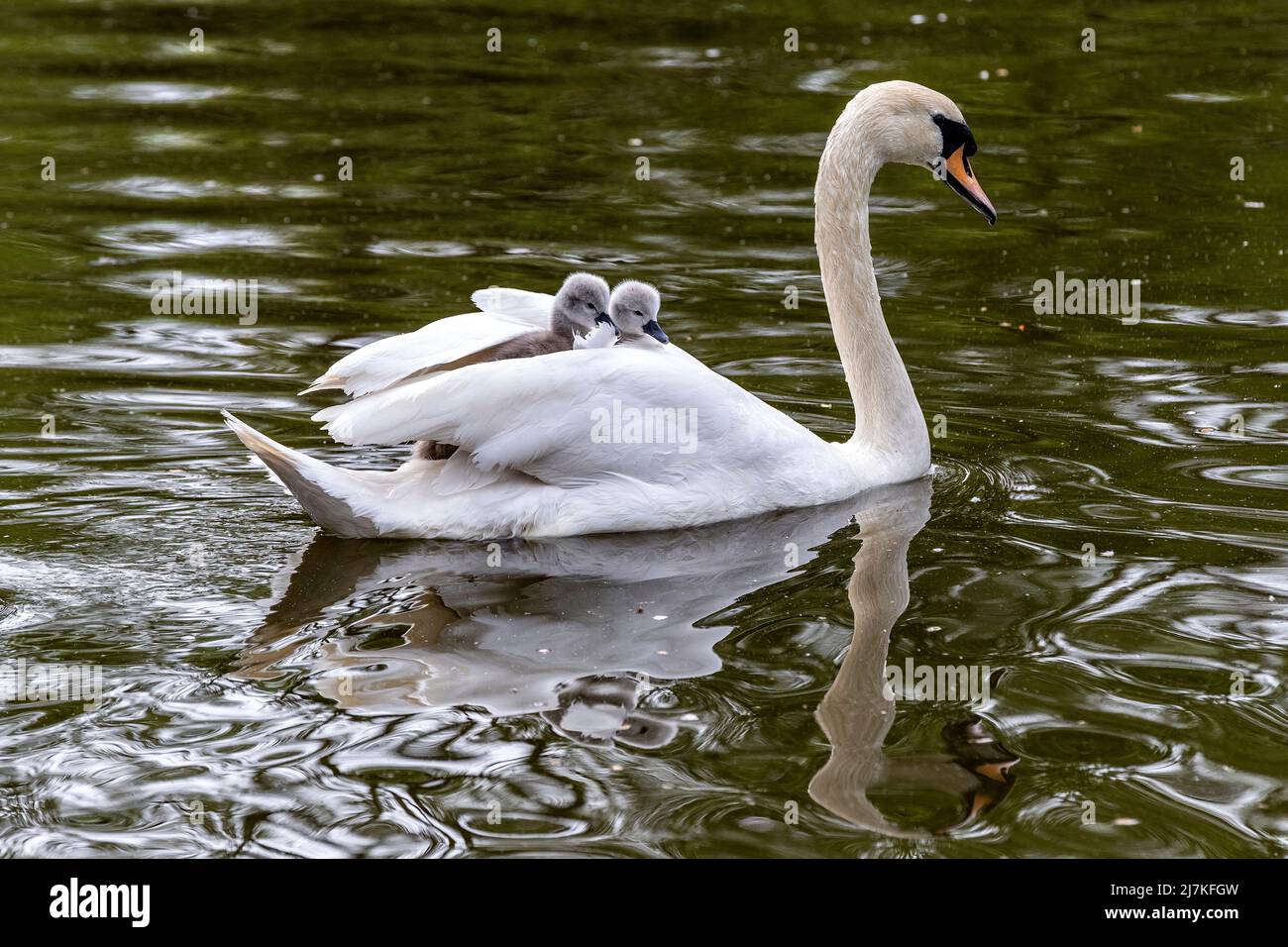 Northampton, Großbritannien. 10. Mai 2022. Stummer Schwan. Cygnus olor (Anatidae) mit einigen der acht, drei Tage alten Cygnets, die auf den Müttern auf dem Abington Park See reiten. Kredit: Keith J Smith./Alamy Live Nachrichten. Stockfoto