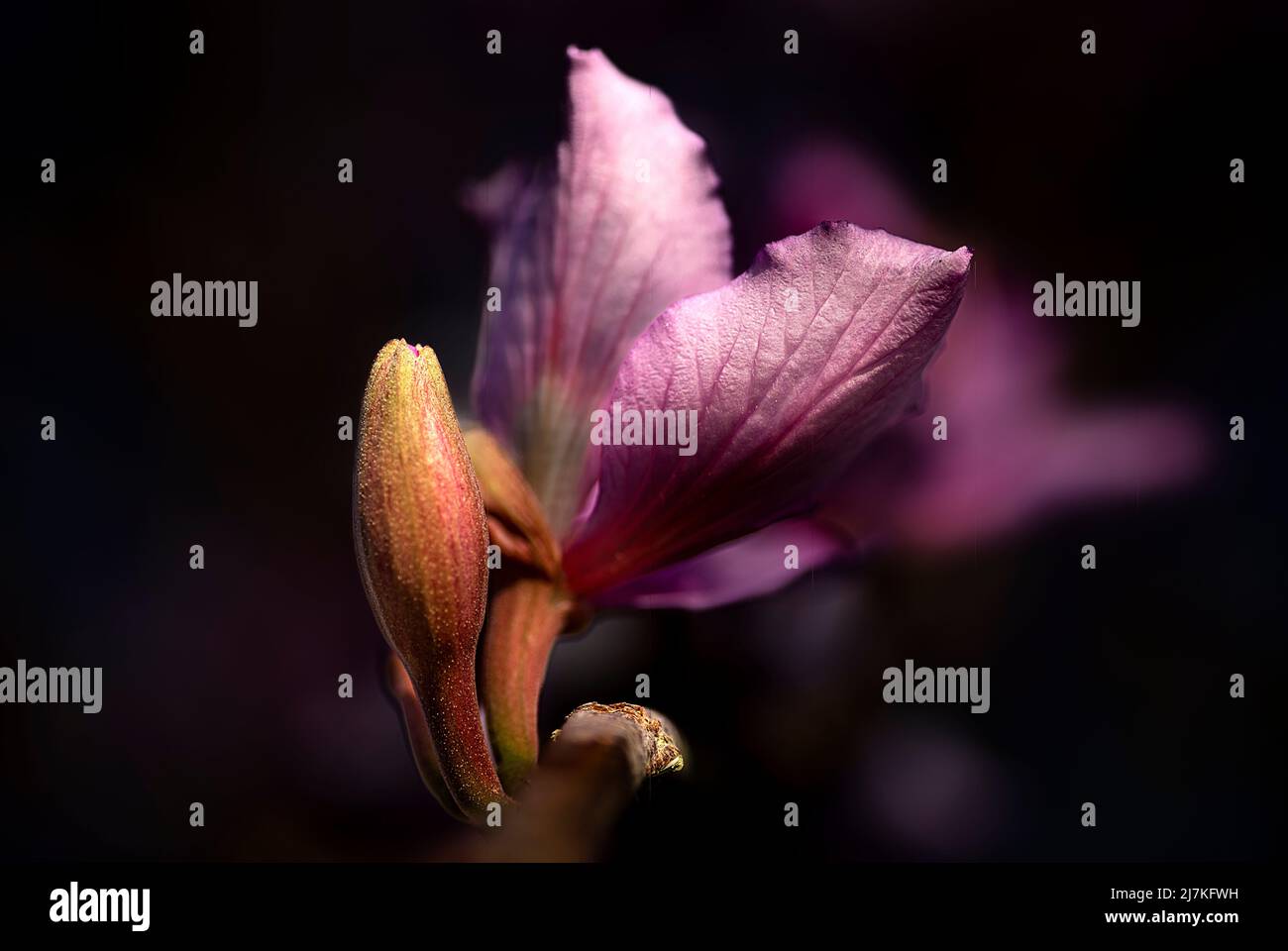 Mit der Ankunft des Frühlings blühten die Bäume, die Pfirsichbaumblüte läutet den Beginn des Sommers ein Stockfoto