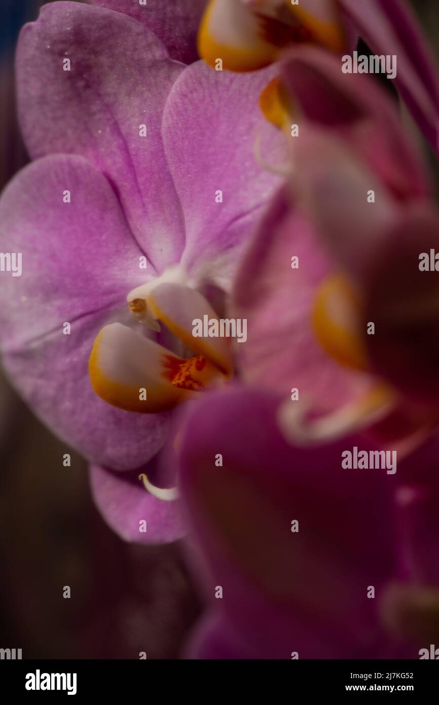 Purpurne Orchideenblüte phalaenopsis, phalaenopsis oder falah auf weißem Hintergrund. Purpurne panaenopsis Blume. Bekannt als Schmetterlingsorchideen. Selektiver Fokus Stockfoto