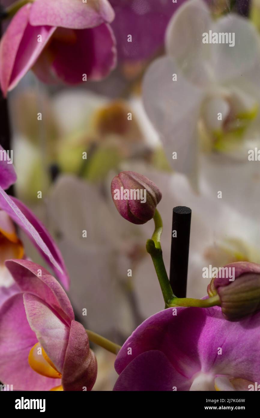Purpurne Orchideenblüte phalaenopsis, phalaenopsis oder falah auf weißem Hintergrund. Purpurne panaenopsis Blume. Bekannt als Schmetterlingsorchideen. Selektiver Fokus Stockfoto