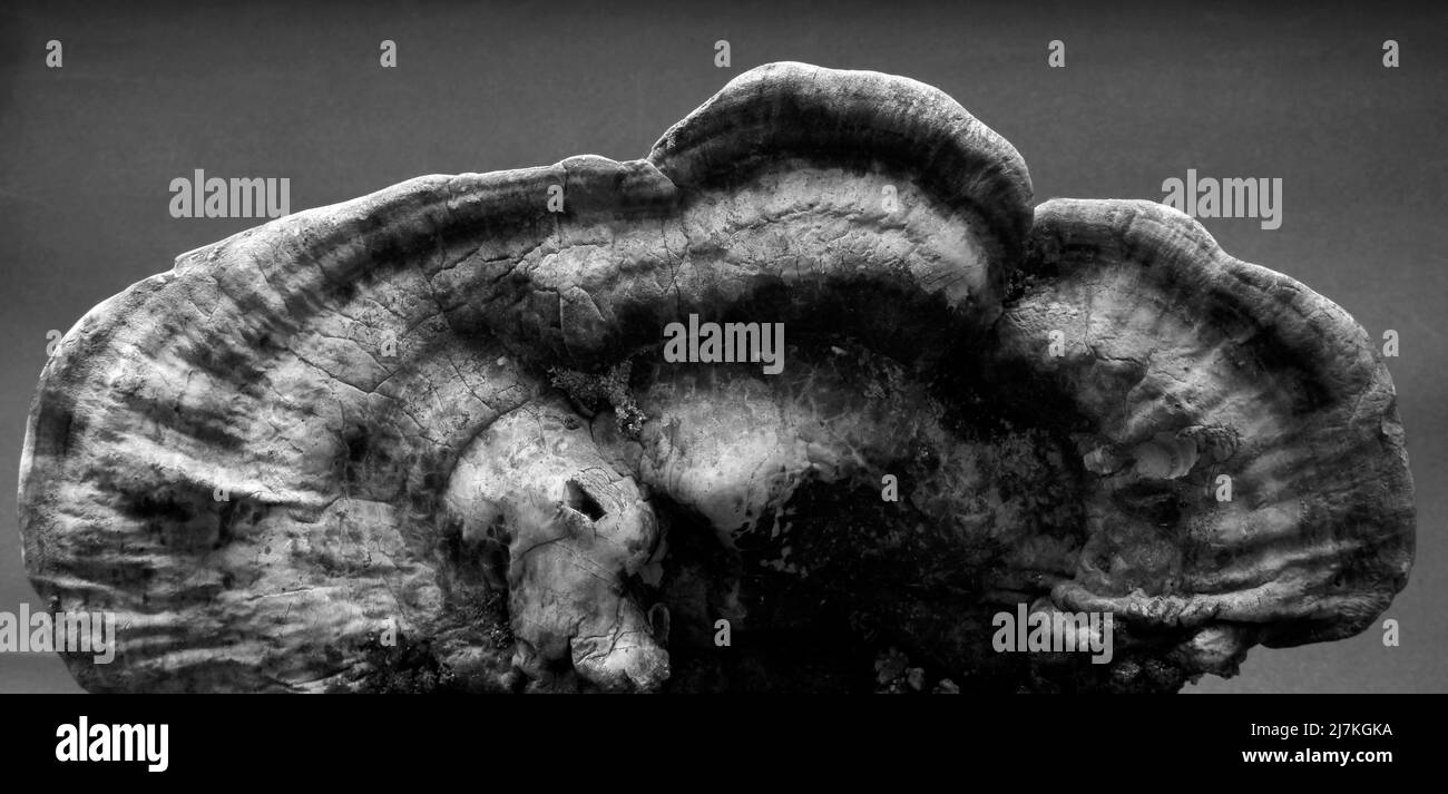 Großer Baumpilz. Studio-Shooting mit Pilzen. Stockfoto