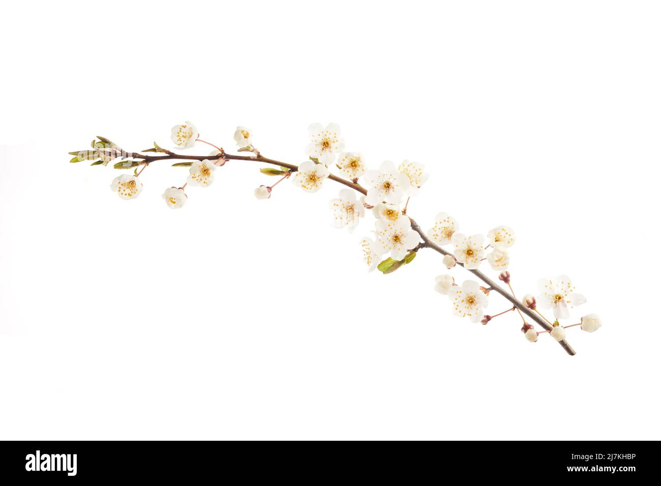 Blühender Kirschzweig mit weißen Blüten isoliert auf weißem Hintergrund Stockfoto