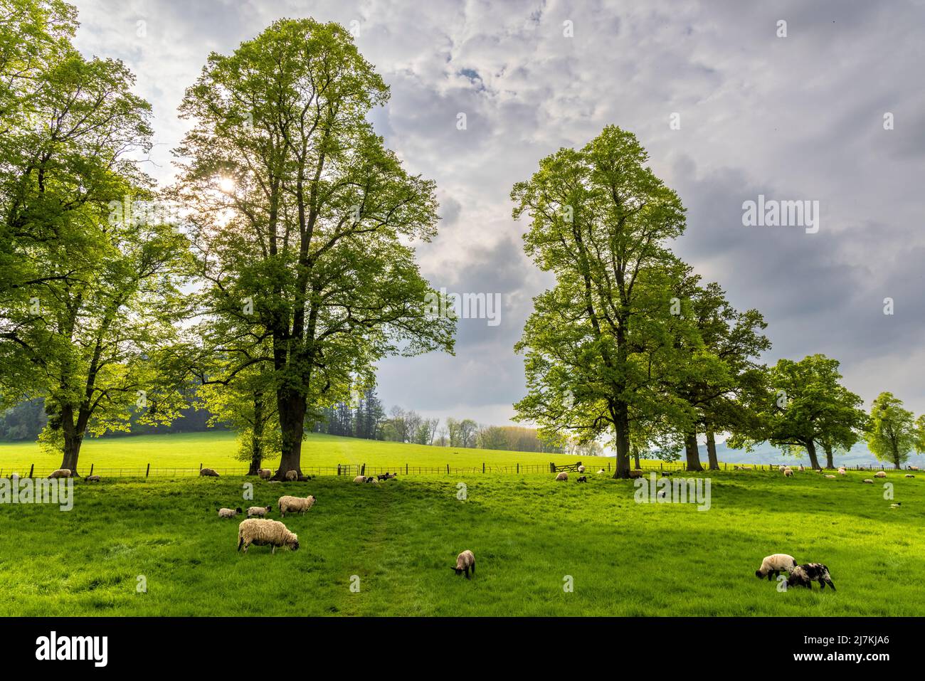 Die von Eichen gesäumte Nordfahrt nach Dumbleton Hall, Cotswolds, Gloucestershire, England Stockfoto