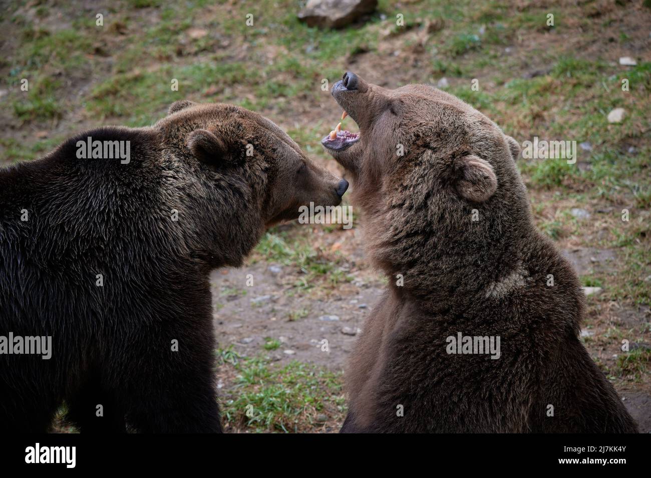 Aggressive wilde Braunbären brüllen und ringen, während sie um Lebensraum kämpfen Stockfoto