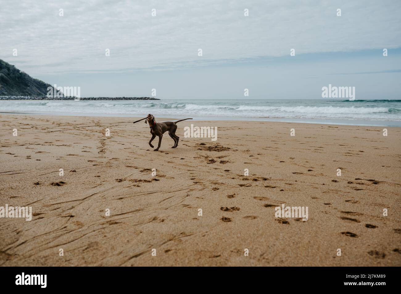 Niedlicher Weimaraner Hund mit grauem Mantel, der mit Holzstock am Sandstrand spielt, mit Spuren in der Nähe des winkenden Meeres im Küstengebiet Stockfoto