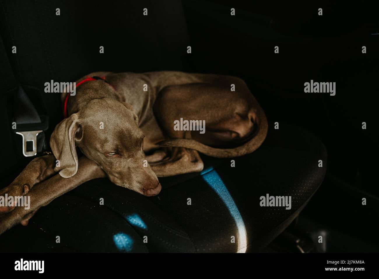 Niedlicher, überlaffiger Weimaraner Hund im Kragen mit grauem Mantel, der während der Fahrt auf einem bequemen schwarzen Beifahrersitz im modernen Automobil liegt Stockfoto