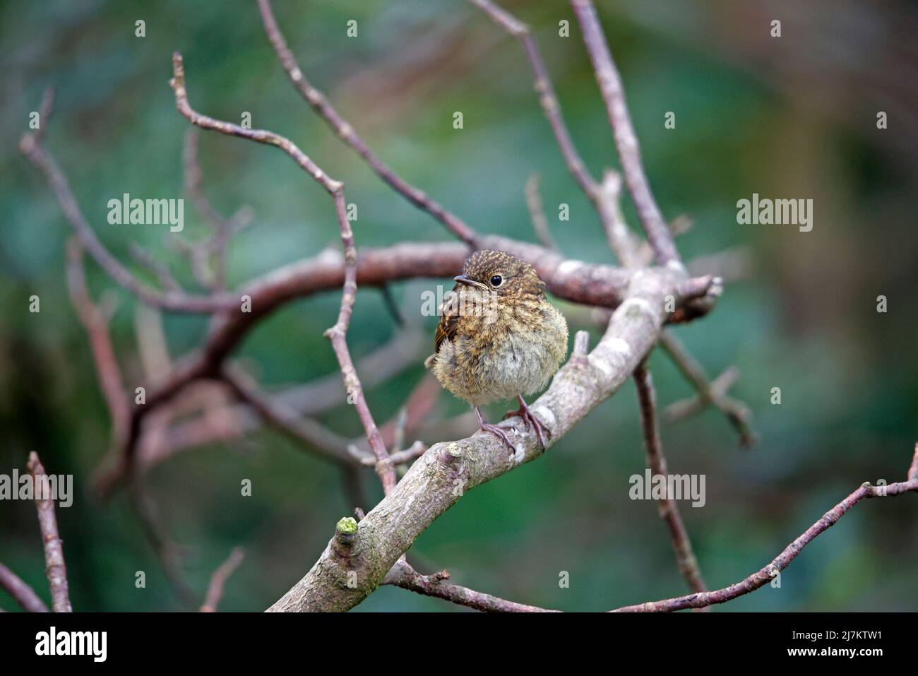 Juveniler eurasischer Rotkehlchen, der darauf wartet, von den erwachsenen Vögeln gefüttert zu werden Stockfoto