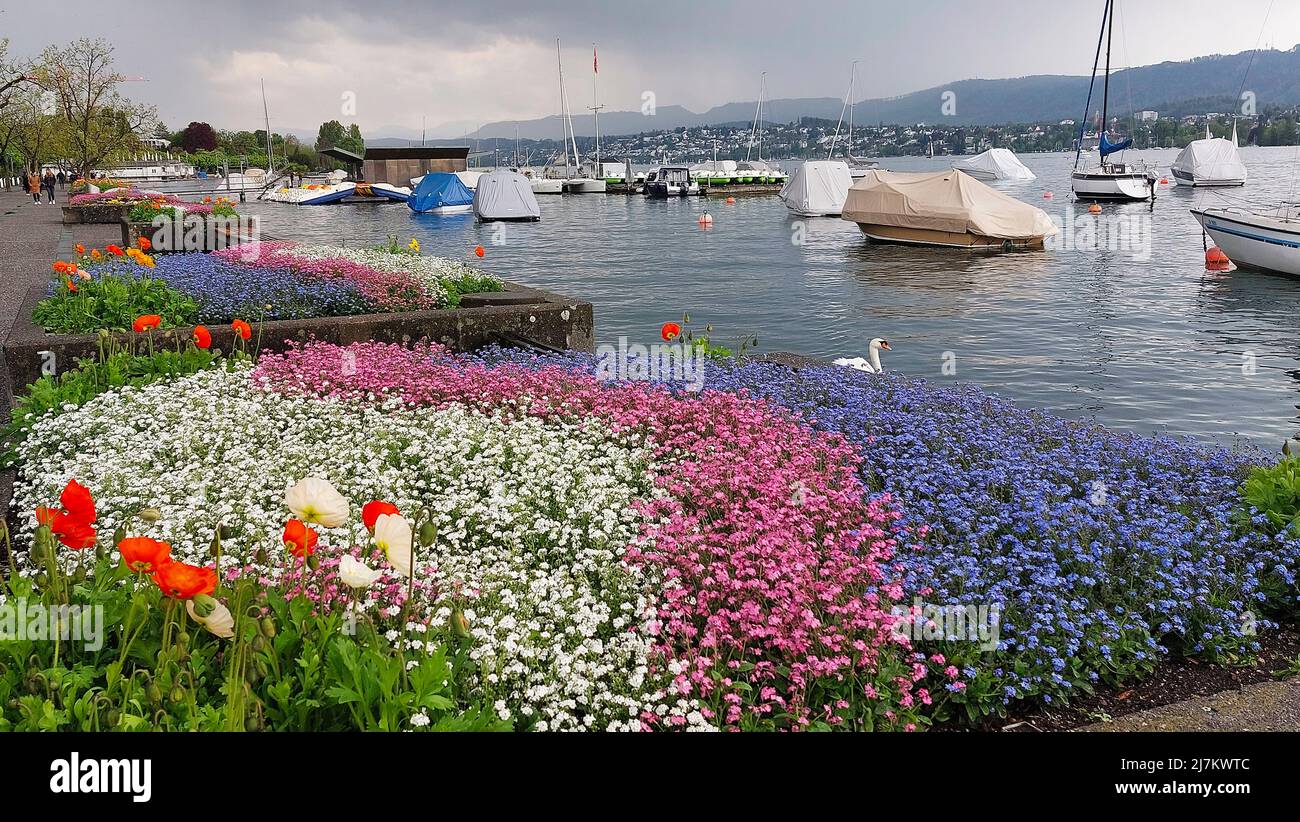 Zierblumen und festende Yachten am Zürichsee, Zürich, Schweiz Stockfoto