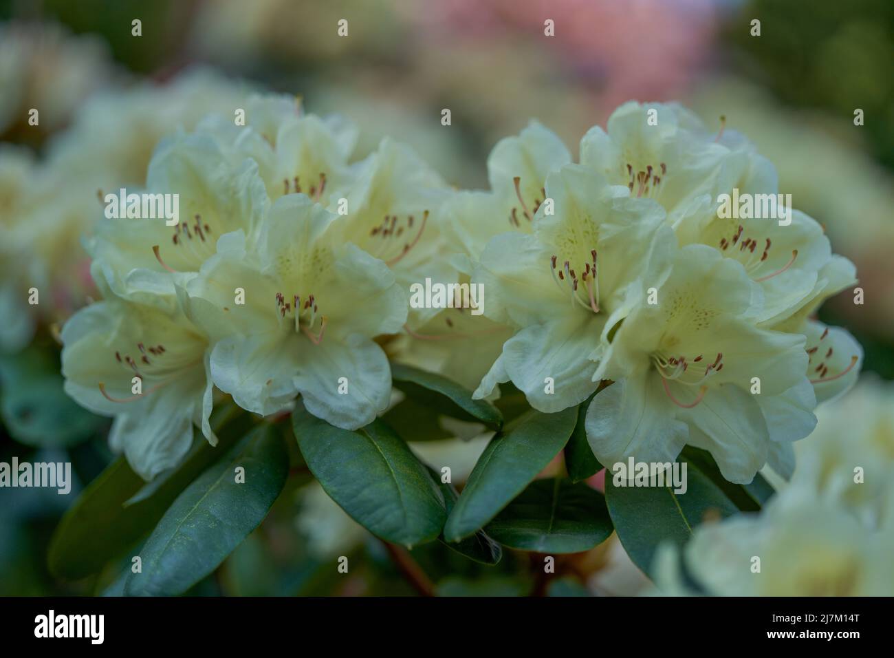 Üppig, farbenfroh gelber Rhododendron Laschgold blüht aus nächster Nähe Stockfoto