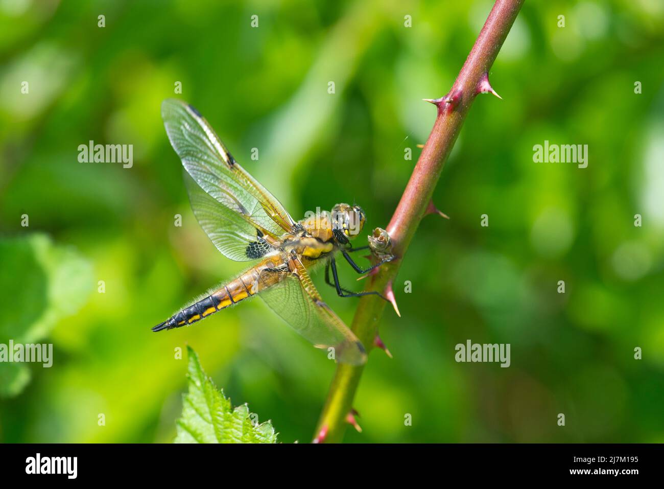 Libellula quadrimaculata (Vierfleckiger Chaser) Libellula thront auf einer Bramble Stockfoto