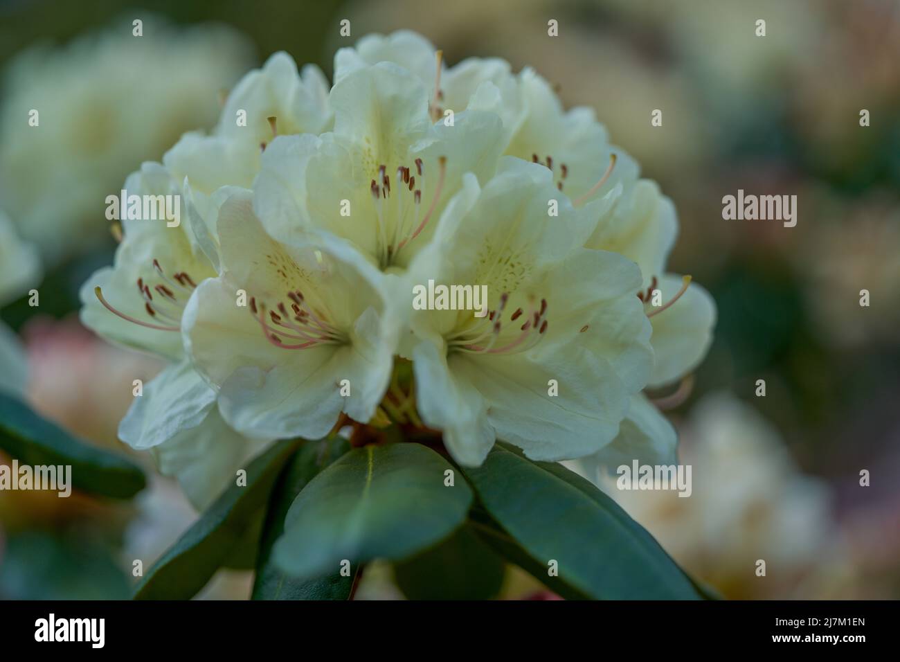 Üppig, farbenfroh gelber Rhododendron Laschgold blüht aus nächster Nähe Stockfoto