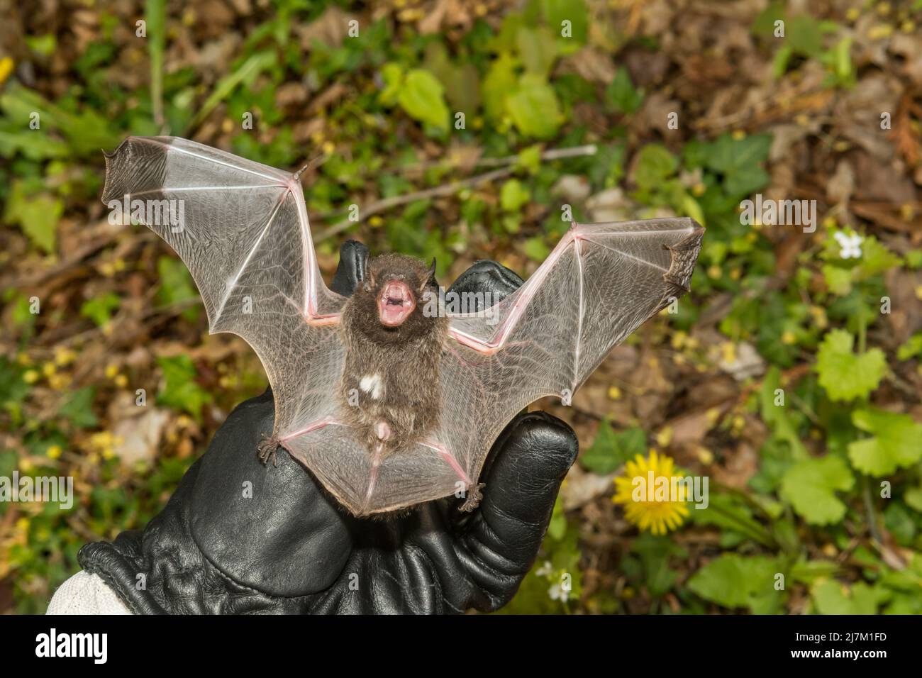 Ein Tierkontrollbeamter, der eine silberhaarige Fledermaus auf Verletzungen untersucht Stockfoto