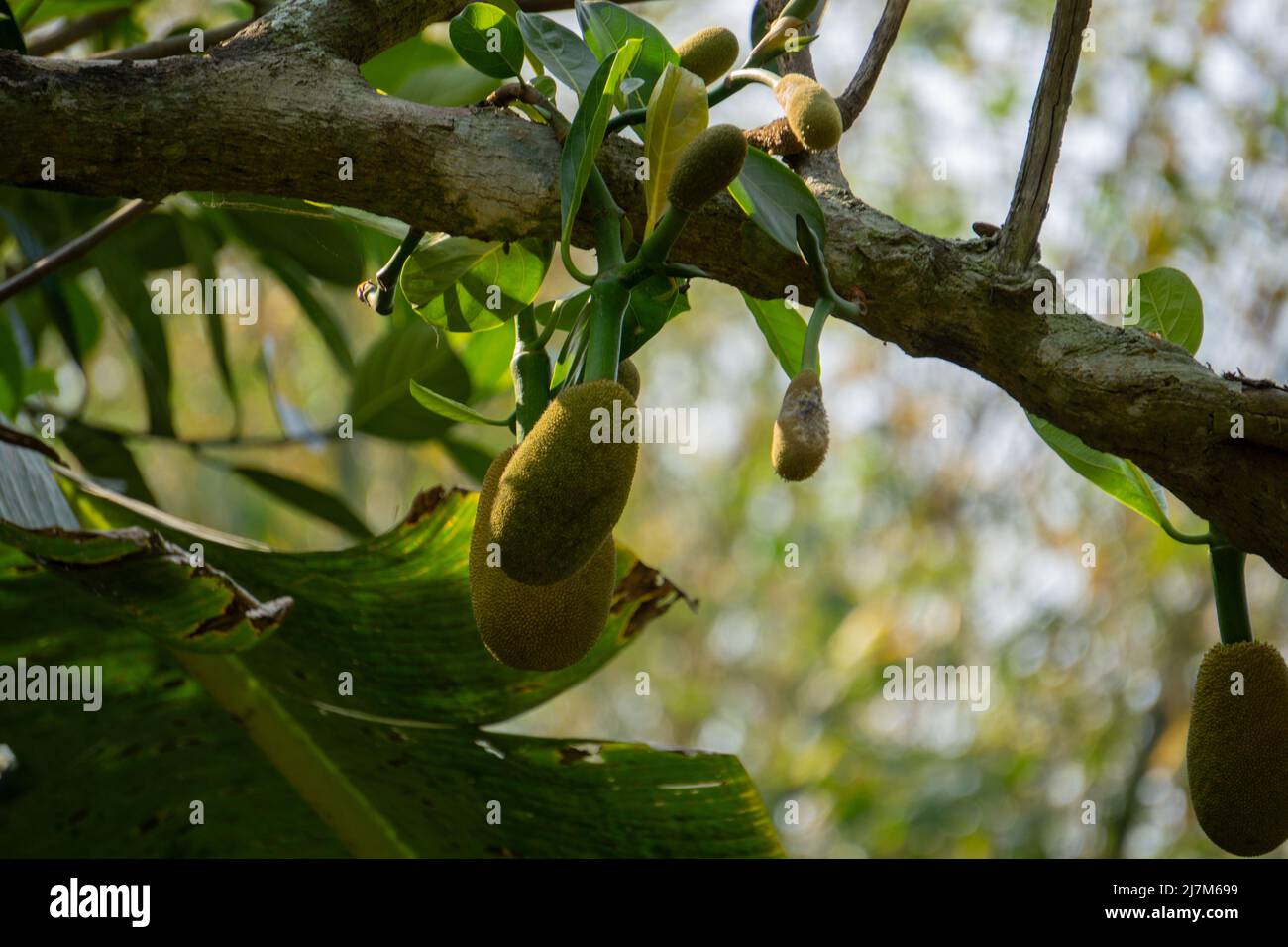 Jackfruit oder Jack Tree (Artocarpus heterophyllus). Am Baum hängen junge grüne Jackfrucht. Das ist die nationale Frucht von Bangladesch. Sehr Stockfoto