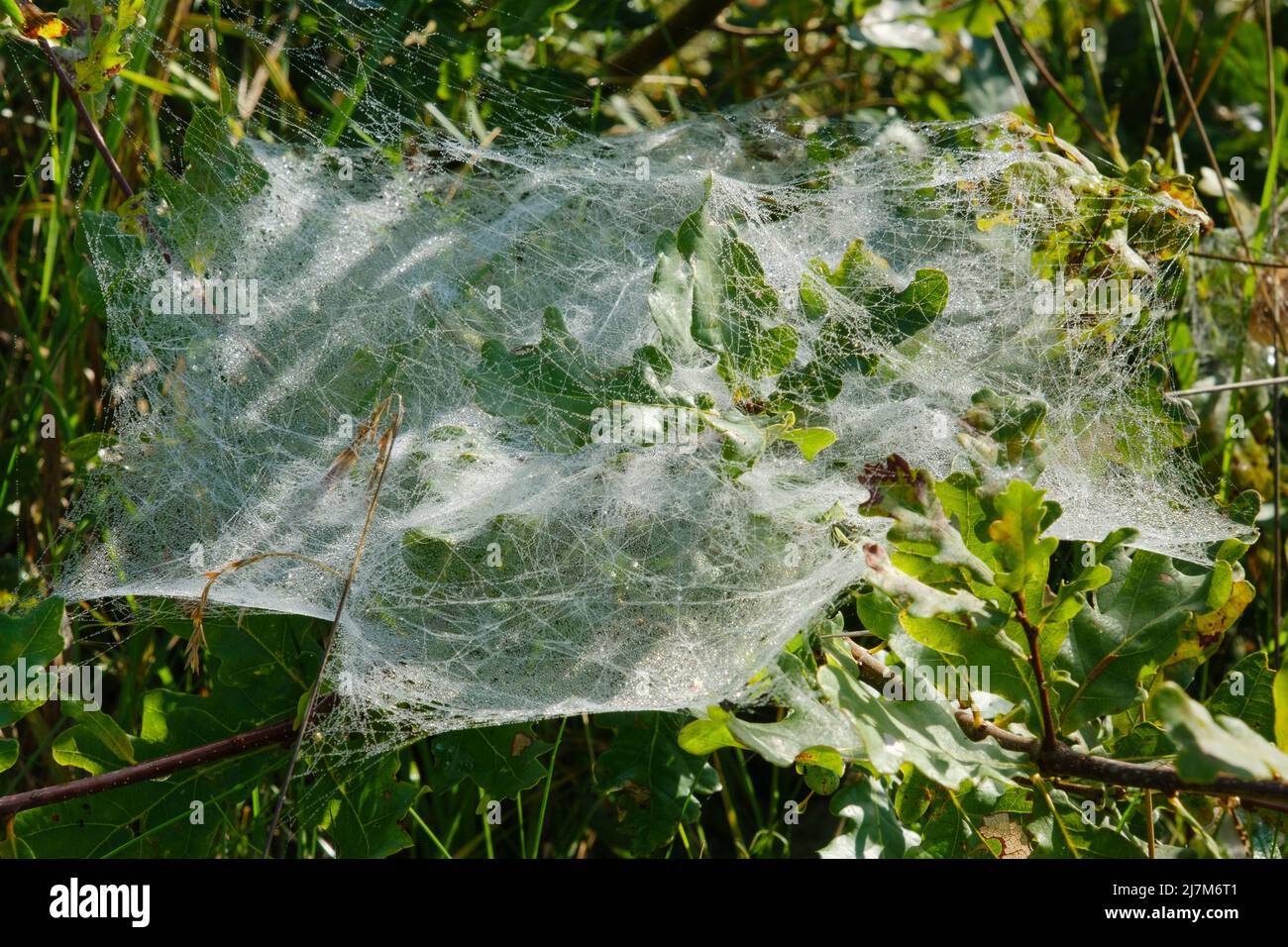 Spinnennetz an einem Strauch, Franken Stockfoto