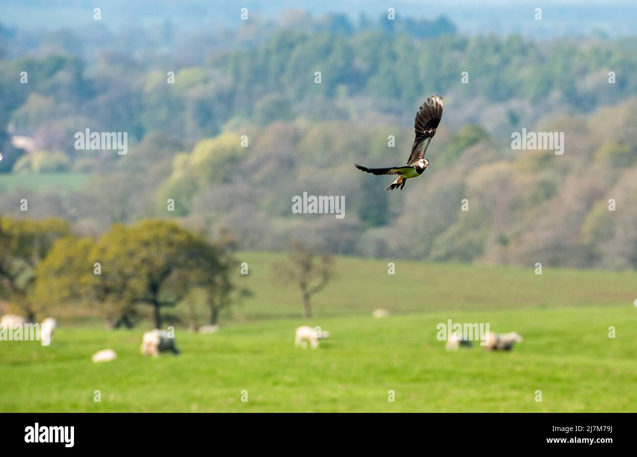 Ein Kiebitz, der über Ackerland fliegt, Whitewell, Clitheroe, Lancashire, Großbritannien. Stockfoto