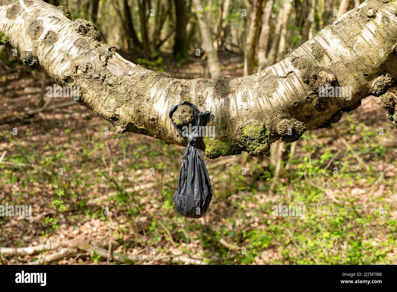 Ein Hundebeutel hing an einem Baum, Arnside, Milnthorpe, Cumbria, Großbritannien Stockfoto