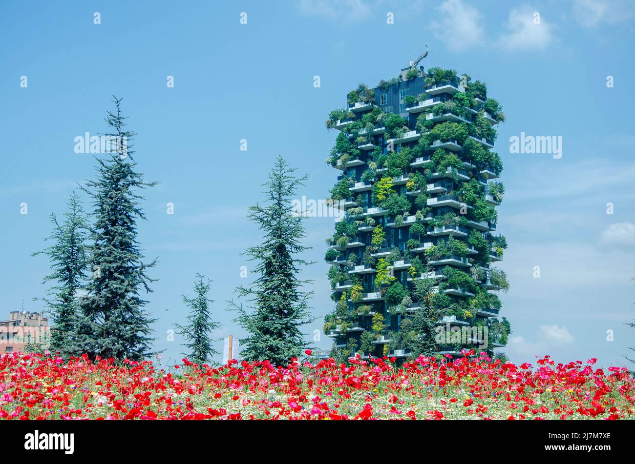 Bosco Verticale von der Biblioteca degli Alberi (BAM) aus gesehen. Blühende Felder. Mailand. Italien Stockfoto