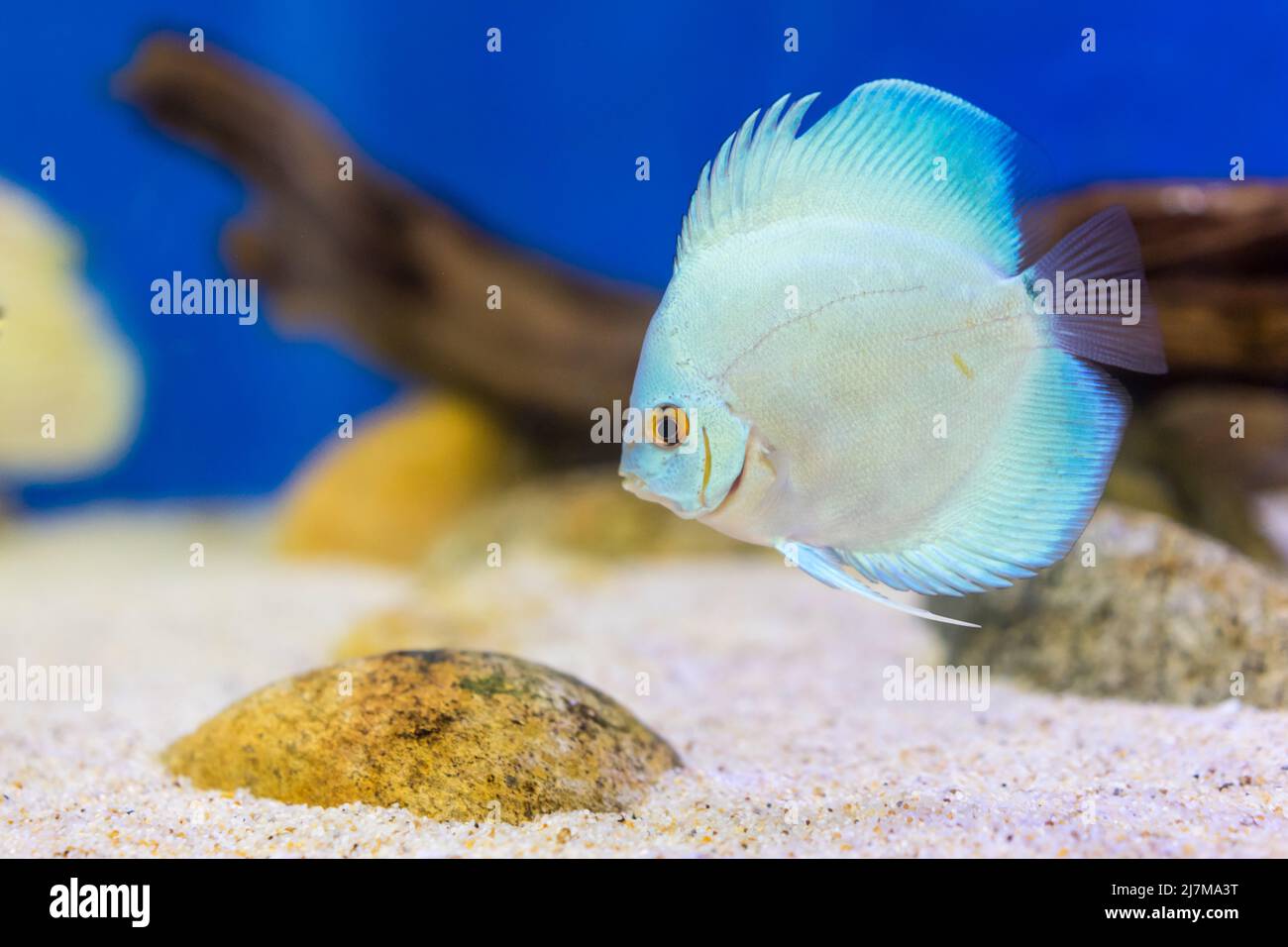 Aquarium Fische im Aquarium Stockfoto