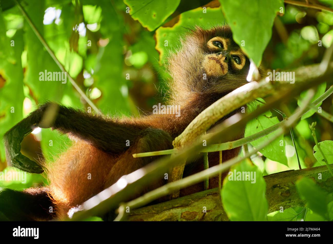 Geoffroys Spinnenaffen (Ateles geoffroyi) oder kunstvoll verzierte Spinnenaffen (Ateles geoffroyi ornatus), Corcovado-Nationalpark, Osa-Halbinsel, Costa Rica Stockfoto