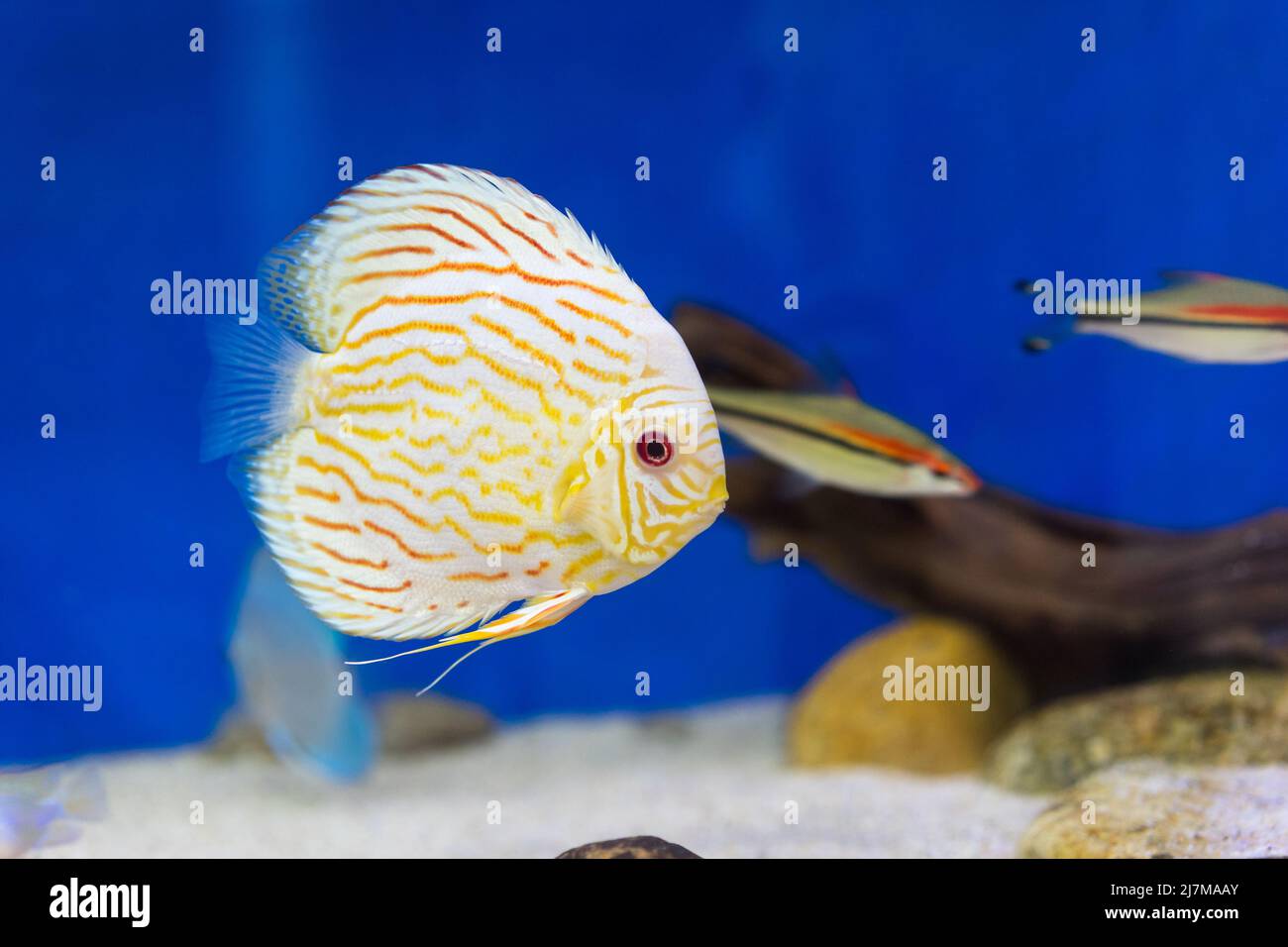 Aquarium Fische im Aquarium Stockfoto