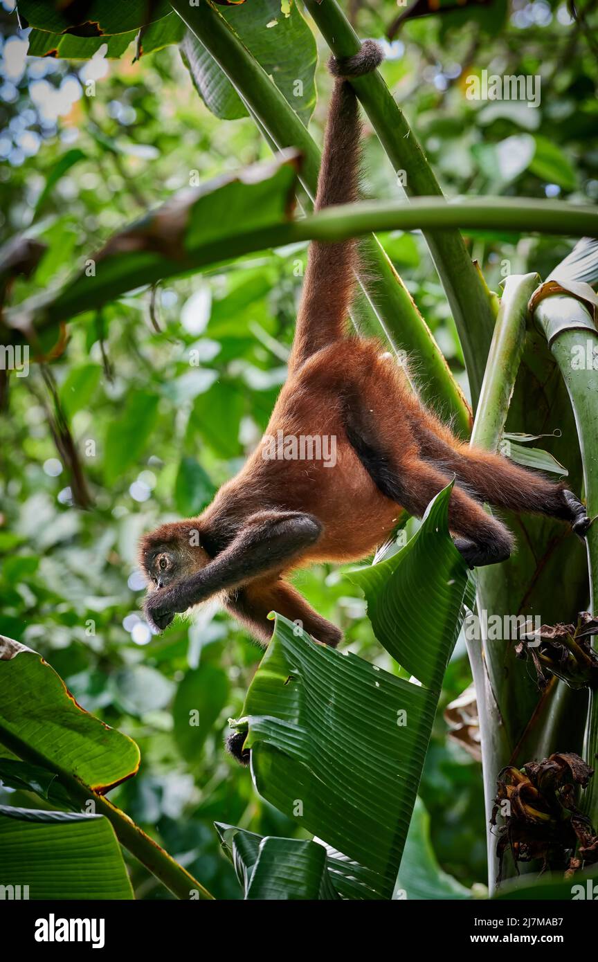 Geoffroys Spinnenaffen (Ateles geoffroyi) oder kunstvoll verzierte Spinnenaffen (Ateles geoffroyi ornatus), Corcovado-Nationalpark, Osa-Halbinsel, Costa Rica Stockfoto