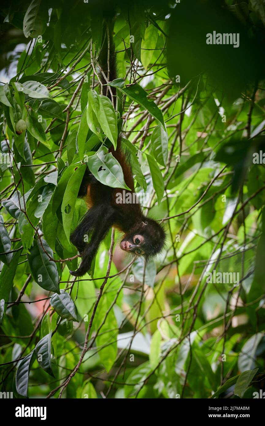 Baby von Geoffroys Spinnenaffen (Ateles geoffroyi) oder kunstvoll verzierten Spinnenaffen (Ateles geoffroyi ornatus), Corcovado National Park, Osa Peninsula Stockfoto