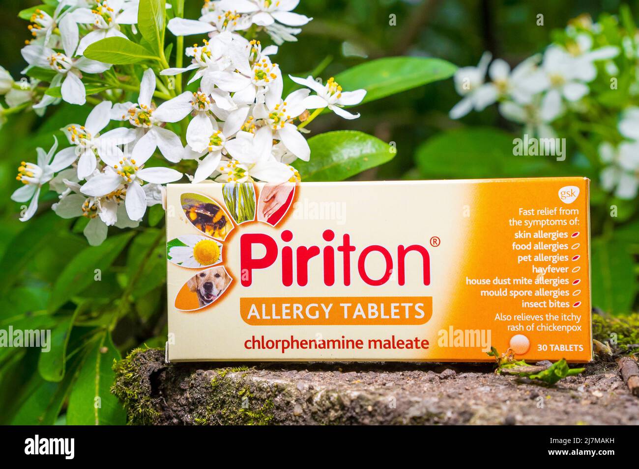 Eine Schachtel mit Heuschnupfen-Allergietabletten der Marke Piriton, die im Garten in der Nähe von grünem Laub und Blumen isoliert sind. Stockfoto