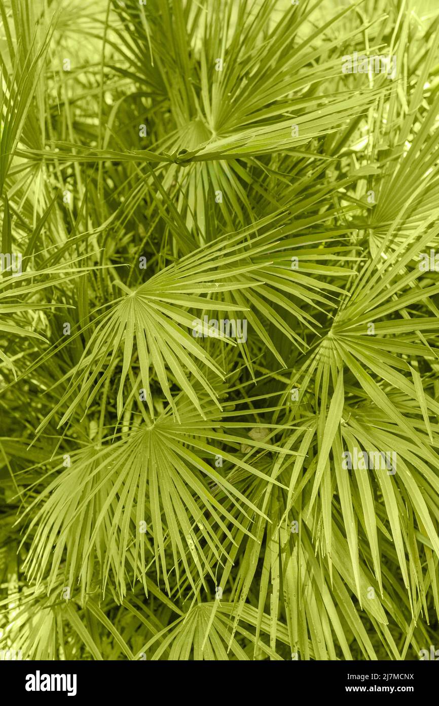 Große grüne Palme hinterlässt tropischen Sommer Saison Hintergrund Stockfoto