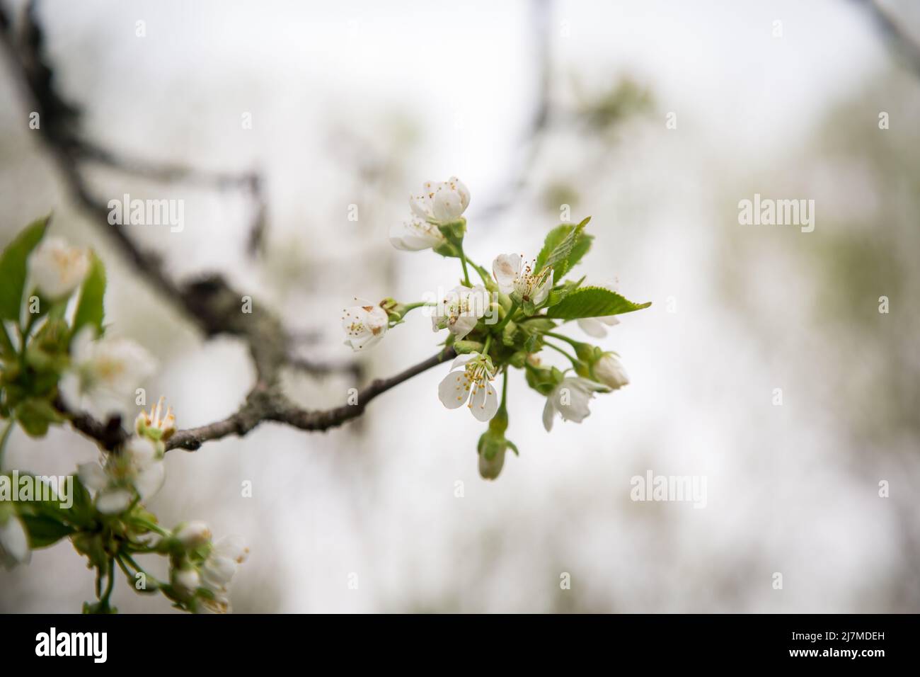 Blühender Baum im Frühling Stockfoto