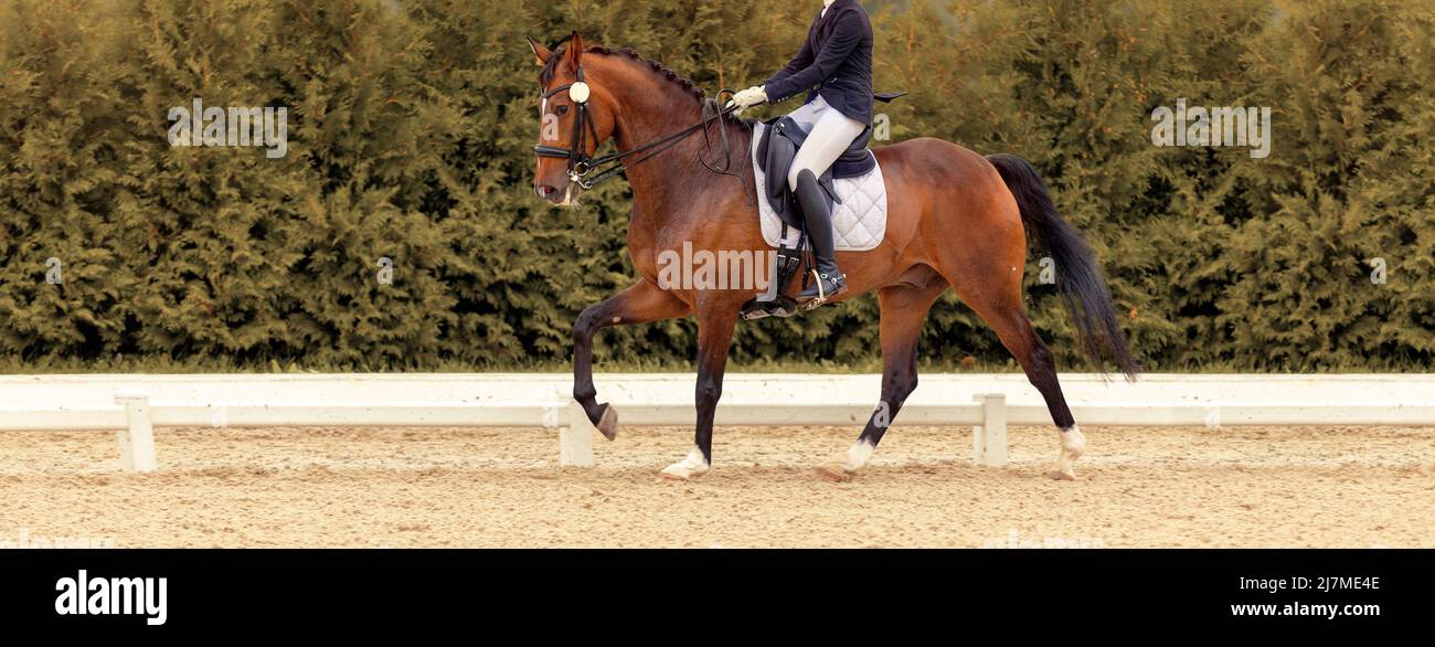 Klassisches Dressurpferd. Pferdesport. Dressur der Pferde in der Arena. Sporthengst im Zaumzeug. Reitturniere zeigen. Grün im Freien Stockfoto