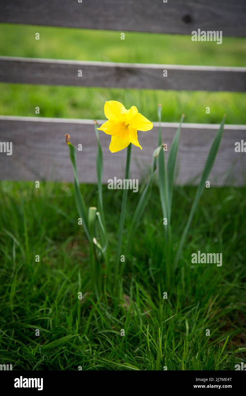 Jonquil (Narcissus pseudonarcissus) Stockfoto