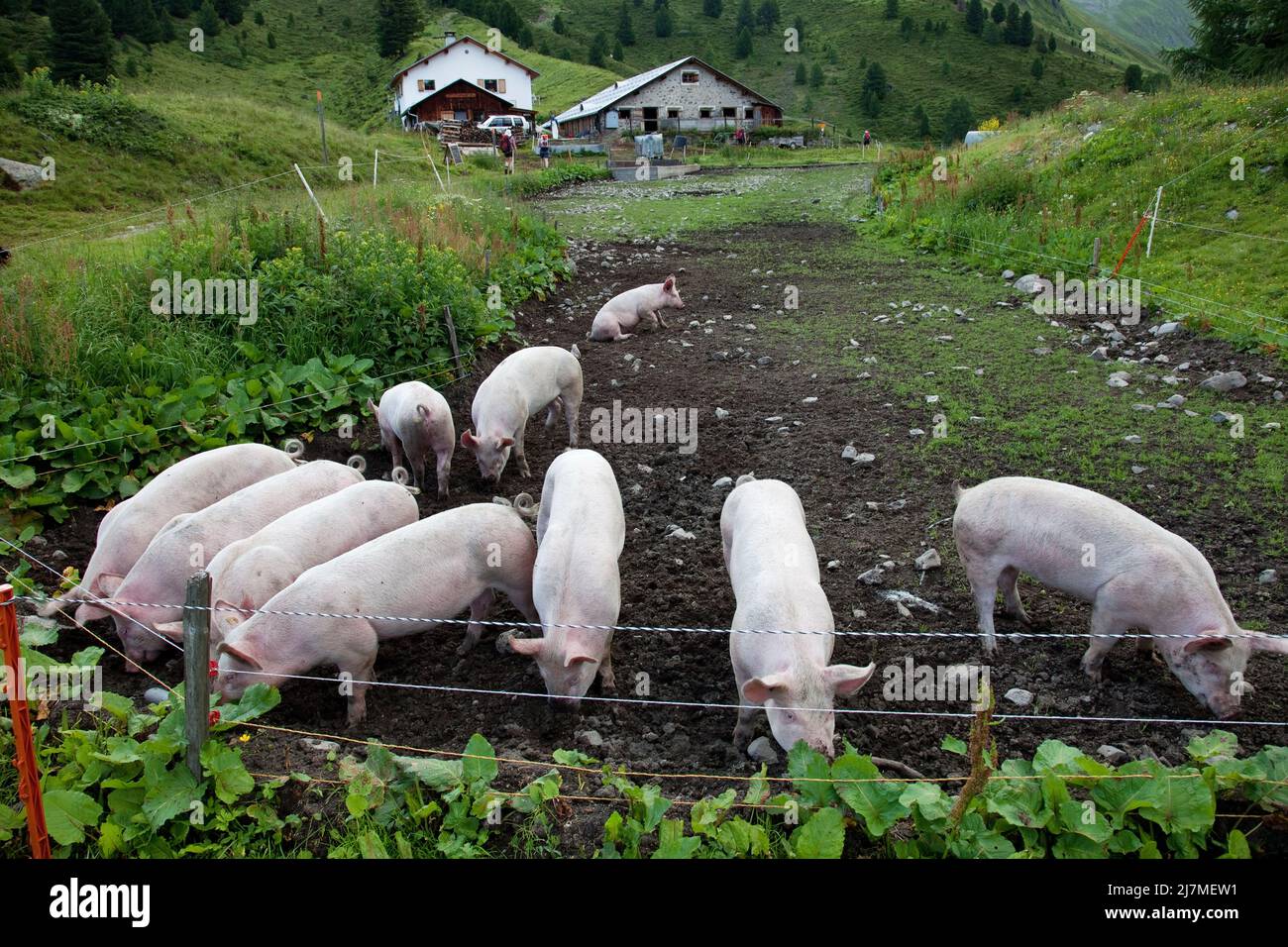 Schweiz- Biologische Landwirtschaft in den schweizer Alpen im Kanton Graubünden. Die Schweine haben genug Platz und können sich frei bewegen. Stockfoto