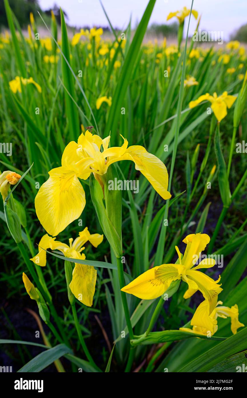 Gelbe Iris blüht Stockfoto