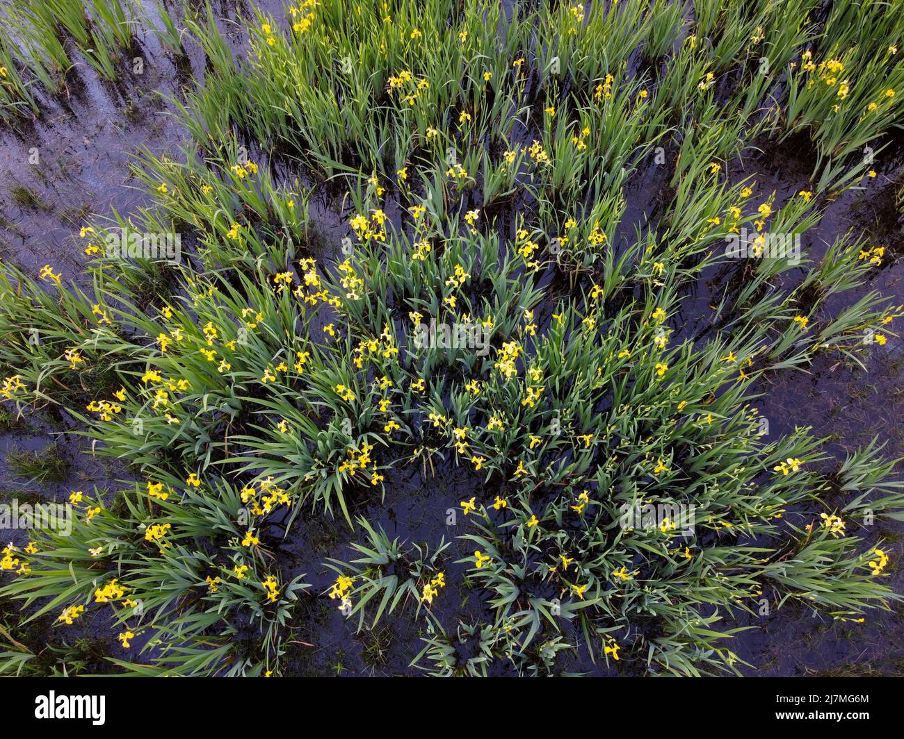 Feld der gelben Iris blüht in einem Feuchtgebiet Stockfoto